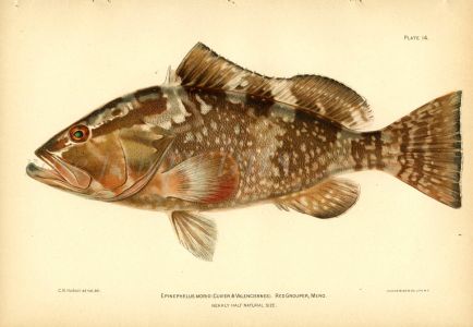 THE RED GROUPER fish print