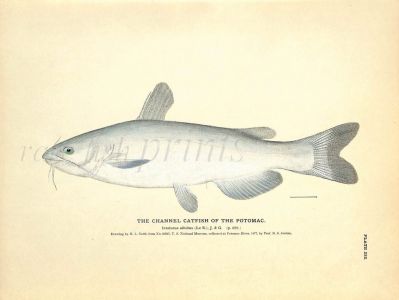 THE CHANNEL CATFISH print