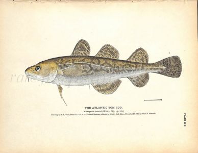 THE ATLANTIC TOMCOD print