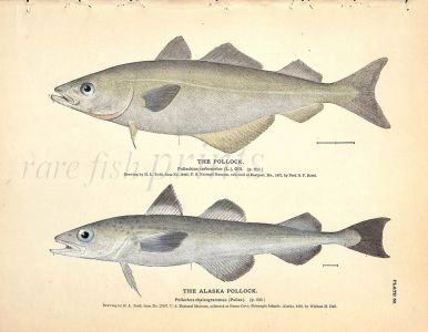 THE POLLOCK & ALASKA POLLOCK print