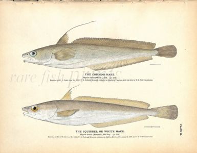 THE COMMON & WHITE HAKE print