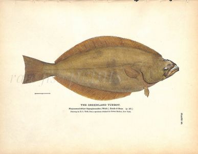THE GREENLAND TURBOT print