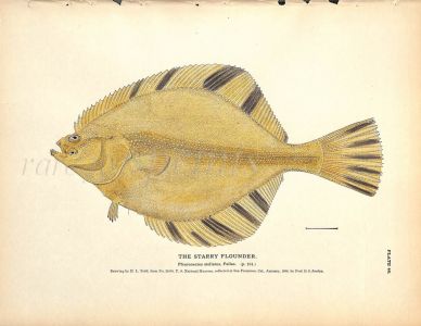 THE STARRY FLOUNDER print