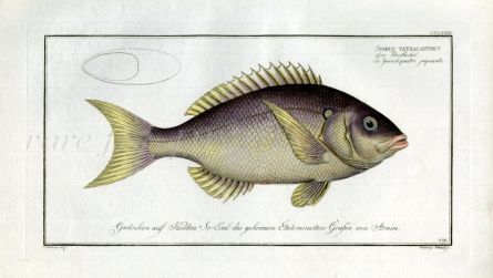 THE FOUR-SPINED GILTHEAD Bloch fish print (Sparus Tetracanthus)