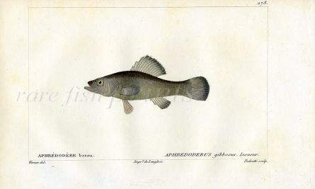 CUVIER - THE PIRATE PERCH fish print
