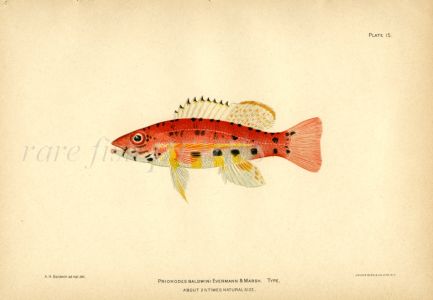 THE PRIONODES BALDWINI fish print