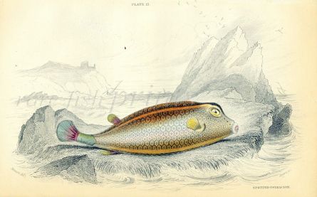 JARDINE/LIZARS - THE SPOTTED OSTRACION fish print