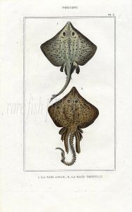 LACÉPÈDE ROUGH RAY print