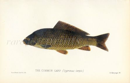 COMMON CARP print (Cyprinus Carpio)