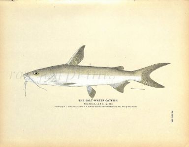THE SALTWATER CATFISH print 