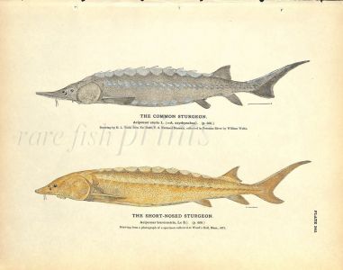 THE LAKE STURGEON & SHOVEL-NOSE STURGEON print