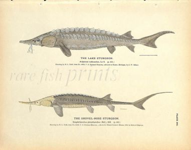 THE COMMON & SHOVEL-NOSED STURGEON print