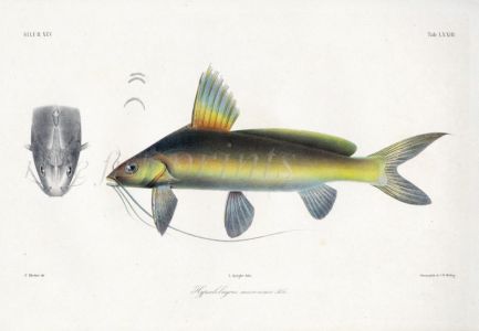 SILURE - Hypselobagugres macreonema - GIANT RIVER CATFISH print