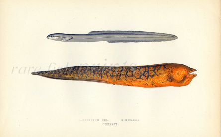 THE OPHIDIUM CUSK EEL & MORAY EEL fish print