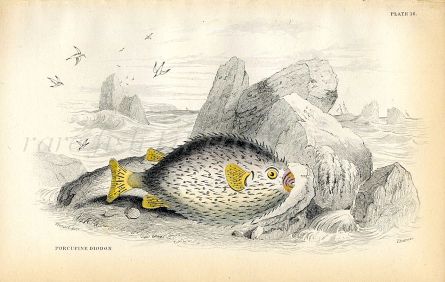 JARDINE/LIZARS - THE PORCUPINE DIDON fish print