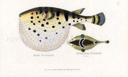  THE STARRY GLOBE FISH & OCELLATED TETRODON print