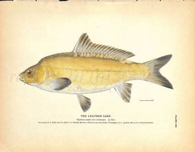 THE LEATHER CARP print