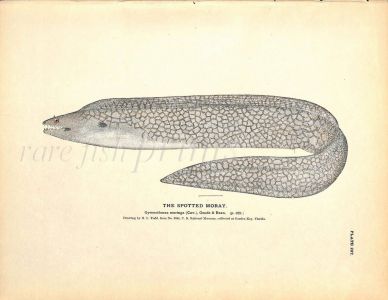 THE SPOTTED MORAY EEL  print