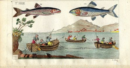 WILHELM - DANUBE HUCHEN SALMON FISHING print 1802