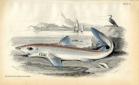 JARDINE/LIZARS - BLAINVILLES PIKED DOG FISH  print