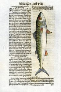 1598 GESNER FISH PRINT - THE MACKEREL 