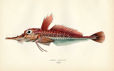 THE ARMED GURNARD fish print