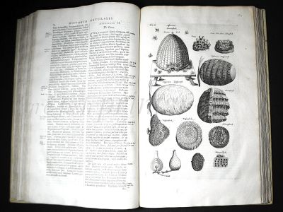 JONSTON & MERIAN - BOOK DETAIL