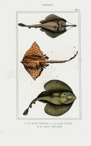 LACÉPÈDE GUITARFISH, CUVIER'S RAY print