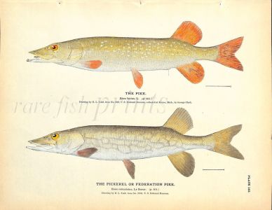 THE PIKE & THE PICKEREL OR FEDERATION PIKE print