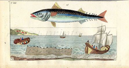 WILHELM - MACKEREL - SEA FISHING print 1802