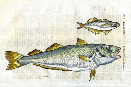 ALDROVANDI - THE HORSE MACKEREL & WHITING 1638 woodcut fish print