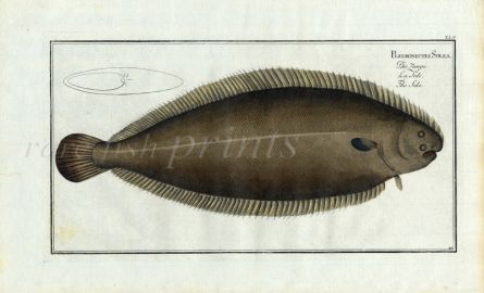 THE SOLE Bloch fish print (Pleuronectes Solea)