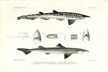 THE CATSHARK & DOGFISH - PRESTIURUS MELANOSTOMUS & ACANTHIAS VULGARIS fish print
