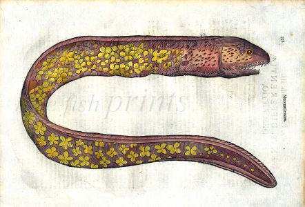 ALDROVANDI - THE MORAY EEL woodcut fish print (Muraena Foemina) 1638