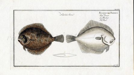 THE PEARL FLATFISH Bloch fish print (Pleuronectes Rhobus)