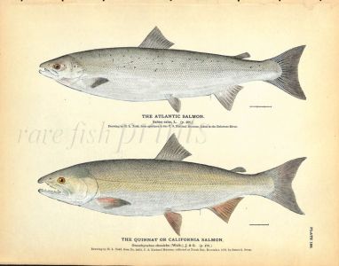 THE ATLANTIC SALMON & THE QUINNAT OR CALIFORNIA SALMON print