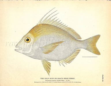 THE GULF SCUP OR GOAT'S HEAD PORGY print