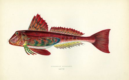 THE STREAKED GURNARD fish print