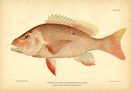 THE RED SNAPPER fish print