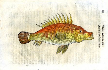 ALDROVANDI - THE ANTHIAS woodcut fish print (Anthias authoris prior) 1638