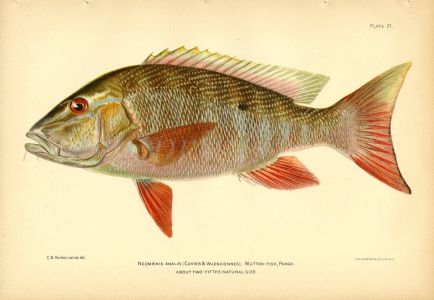 THE MUTTON SNAPPER fish print
