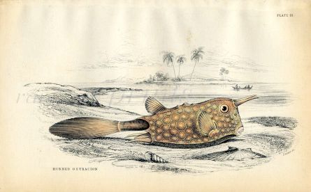 JARDINE/LIZARS - THE  HORNED OSTRACION fish print