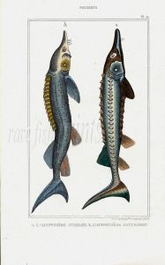 LACÉPÈDE THE STERLET & STURGEON print
