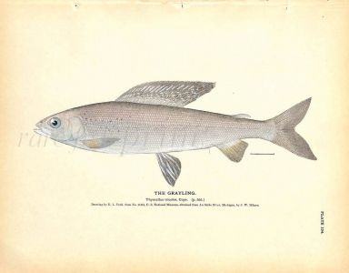 THE GRAYLING print