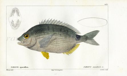 CUVIER - SEA BREAM fish print