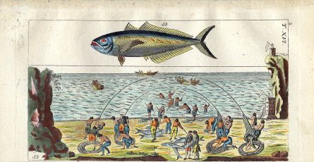 WILHELM - MACKEREL - SEA FISHING engraving  1802