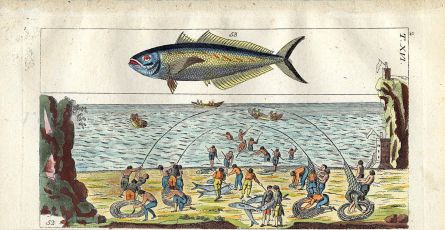 WILHELM - MACKEREL - SEA FISHING engraving  1802