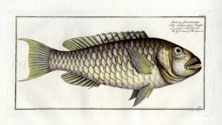 THE GILTHEAD OF ABILDGAARD Bloch fish print (Sparus Abildgaardi)