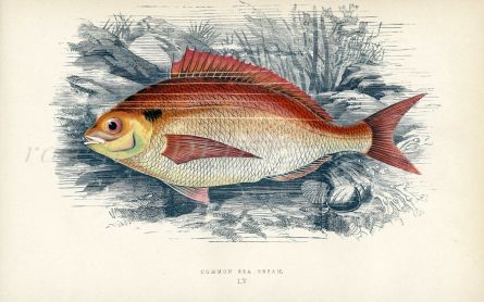 THE COMMON SEA BREAM fish print
