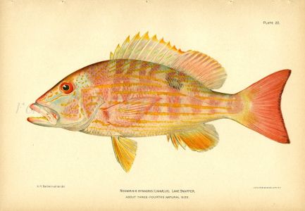 THE LANE SNAPPER fish print